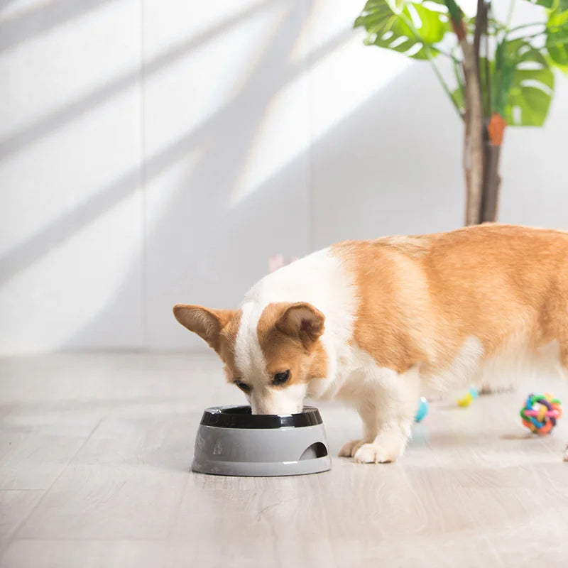 Corgi drinking from the grey no-spill water bowl on a light floor at home