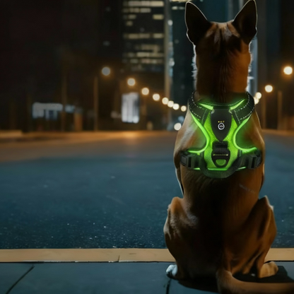 Zoomie LED Dog Harness