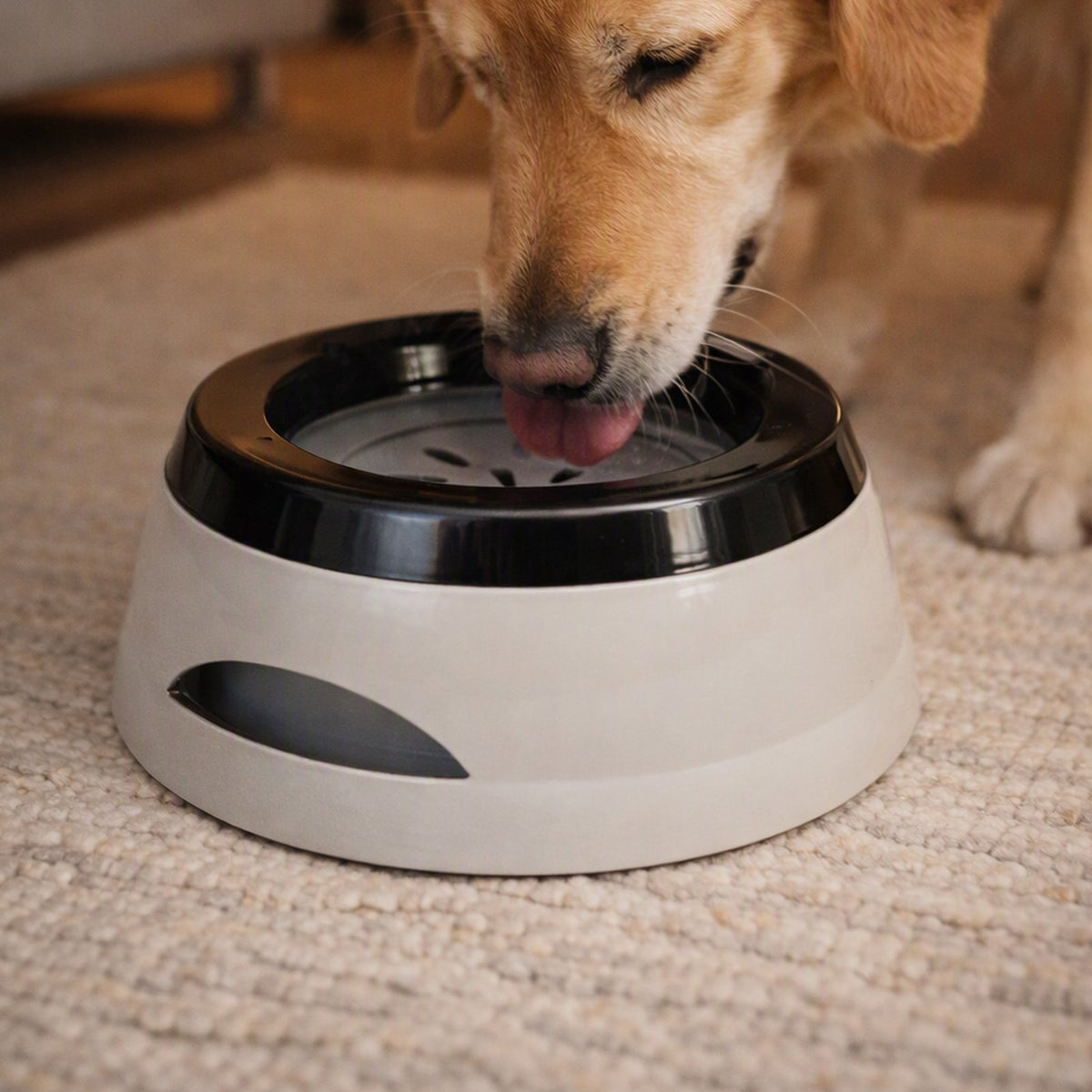 Close-up of the floating plate inside the grey no-spill bowl as a Golden Retriever drinks