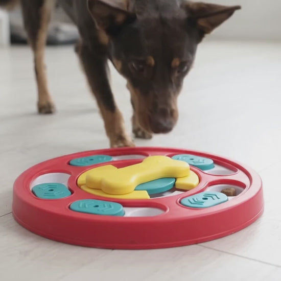 Video of a Kelpie sniffing and nosing the dog puzzle feeder to find treats.